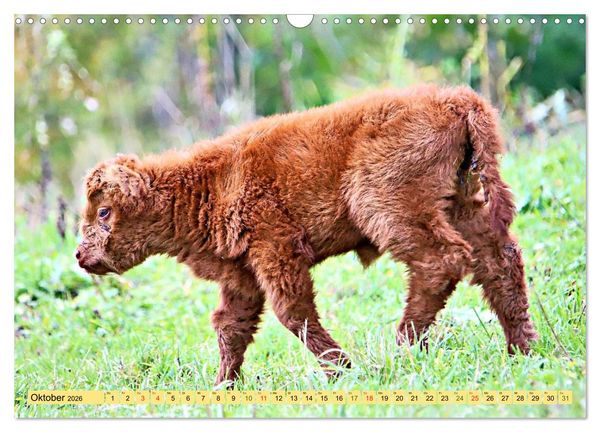 Produktbild: Highland Cattle, die Hochlandrinder aus Pfeffingen (Wandkalender 2026 DIN A3 quer), CALVENDO Monatskalender