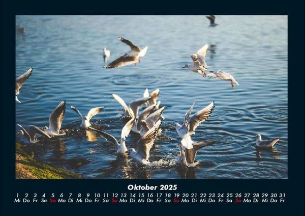 Produktbild: M&ouml;wen 2025 Fotokalender DIN A4