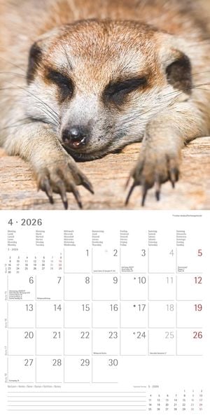 Produktbild: Alpha Edition - Erdmännchen 2026 Broschürenkalender, 30x30cm, Wandkalender mit P