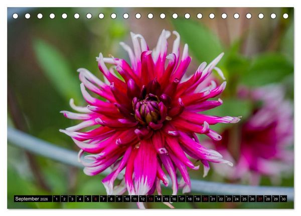 Produktbild: Kleine Blumen ganz gro&szlig; (Tischkalender 2026 DIN A5 quer), CALVENDO Monatskalender