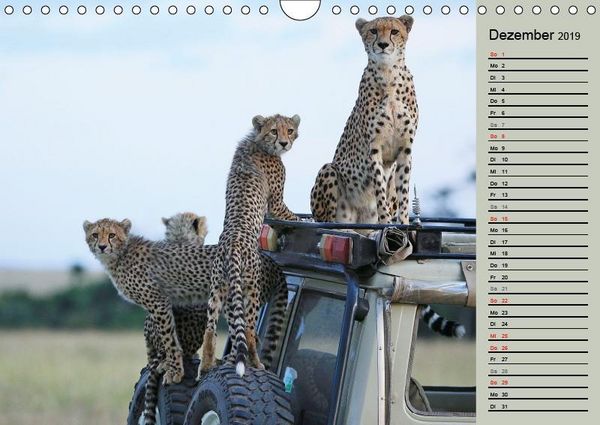 Produktbild: Herzog, M: Geparden - Ein Leben in Afrika (Wandkalender 2019