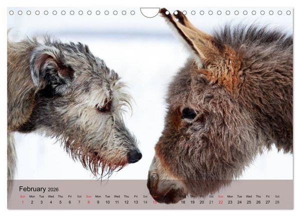 Produktbild: Little Donkey with Friends (Wall Calendar 2026 DIN A4 landscape), CALVENDO 12 Month Wall Calendar