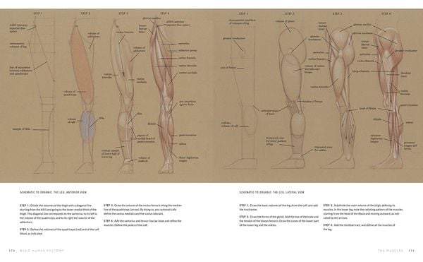 Produktbild: Basic Human Anatomy