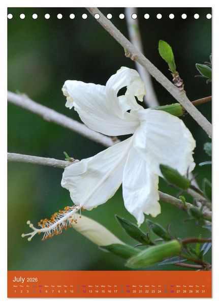 Produktbild: Mexican Garden Flowers - Aguascalientes (Desk Calendar 2026 DIN A5 portrait), CALVENDO 12 Month DeskCalendar