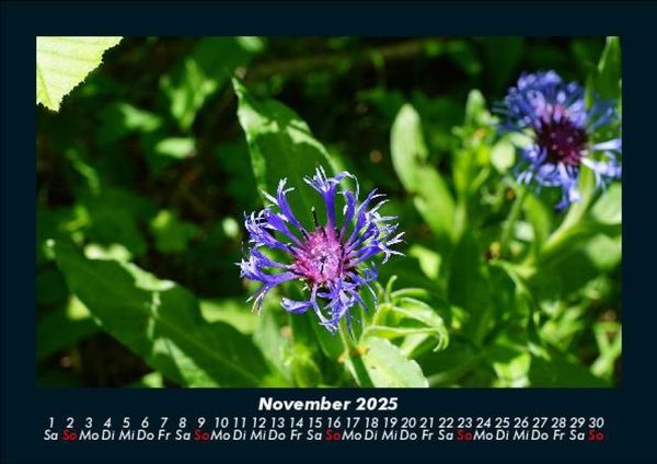 Produktbild: Blumentr&auml;ume 2025 Fotokalender DIN A5