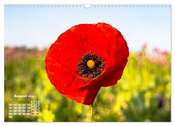 Produktbild: ZAUBERHAFTE MOHNBL&Uuml;TEN IN SCHARLACHROT UND PINK (Wandkalender 2026 DIN A3 quer), CALVENDO Monatskalender