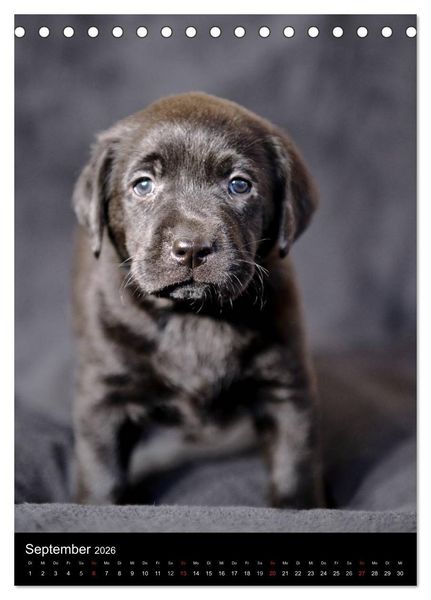 Produktbild: Labrador Welpen (Tischkalender 2026 DIN A5 hoch), CALVENDO Monatskalender