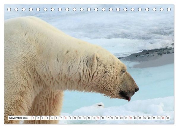 Produktbild: Eisb&auml;ren - K&ouml;nige der Arktis (Tischkalender 2026 DIN A5 quer), CALVENDO Monatskalender