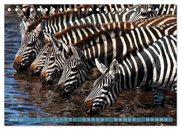 Produktbild: Afrikas Tierwelt: Zebras (Tischkalender 2026 DIN A5 quer), CALVENDO Monatskalender