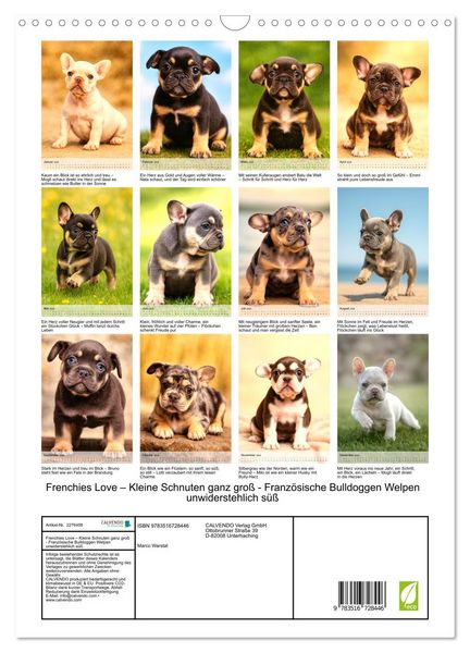 Produktbild: Frenchies Love &ndash; Kleine Schnuten ganz gro&szlig; - Franz&ouml;sische Bulldoggen Welpen unwiderstehlich s&uuml;&szlig; (Wandkalender 2026 DIN A3 hoch), CALVENDO Monatskalender
