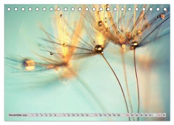 Produktbild: PusteblumenZauber (Tischkalender 2026 DIN A5 quer), CALVENDO Monatskalender