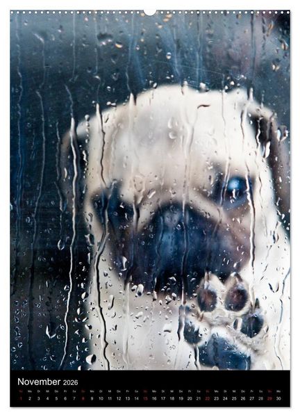 Produktbild: Das Mops-Jahr 2026 (hochwertiger Premium Wandkalender 2026 DIN A2 hoch), Kunstdruck in Hochglanz