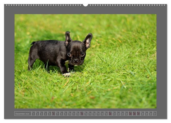 Produktbild: Franz&ouml;sische Bulldoggen (hochwertiger Premium Wandkalender 2026 DIN A2 quer), Kunstdruck in Hochglanz