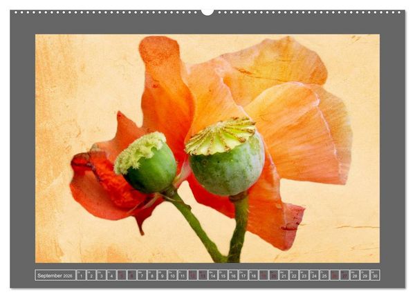 Produktbild: Blumen f&uuml;r dich (Wandkalender 2026 DIN A2 quer), CALVENDO Monatskalender
