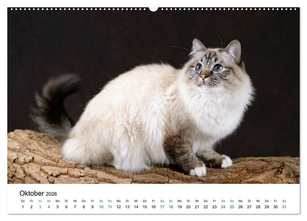 Produktbild: Heilige Birma Katzen mit traumhaft blauen Augen und wei&szlig;en Pf&ouml;tchen (Wandkalender 2026 DIN A2 quer), CALVENDO Monatskalender