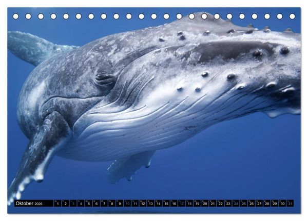 Produktbild: Die blaue Welt der Wale (Tischkalender 2026 DIN A5 quer), CALVENDO Monatskalender