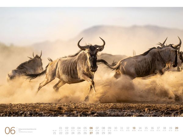 Produktbild: Afrika Gallery Kalender 2027