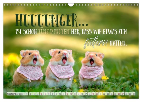 Produktbild: Hamsterhumor - Kleine Zuckerschnute, aber oho (Wandkalender 2026 DIN A3 quer), CALVENDO Monatskalender