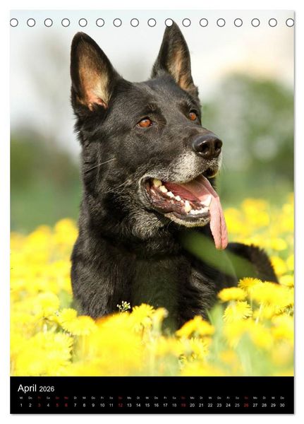 Produktbild: Deutscher Sch&auml;ferhund (Tischkalender 2026 DIN A5 hoch), CALVENDO Monatskalender
