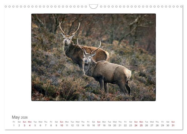Produktbild: Wild Deer In The Highlands (Wall Calendar 2026 DIN A3 landscape), CALVENDO 12 Month Wall Calendar