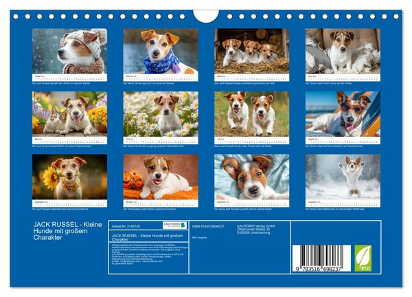 Produktbild: JACK RUSSEL - Kleine Hunde mit gro&szlig;em Charakter (Wandkalender 2026 DIN A4 quer), CALVENDO Monatskalender