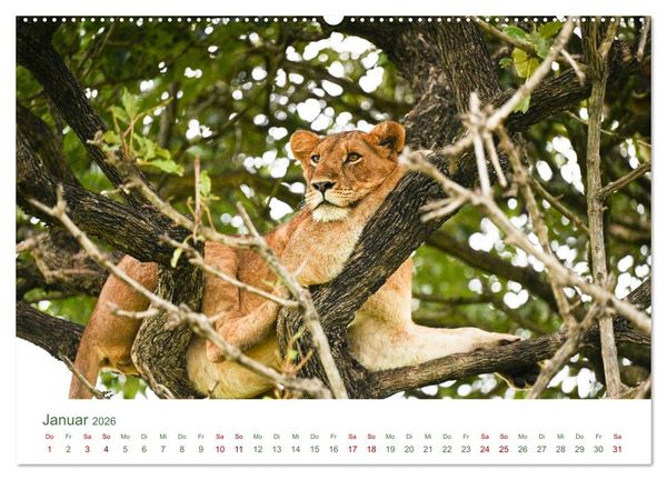 Produktbild: Tierwelten UGANDA (Wandkalender 2026 DIN A2 quer), CALVENDO Monatskalender