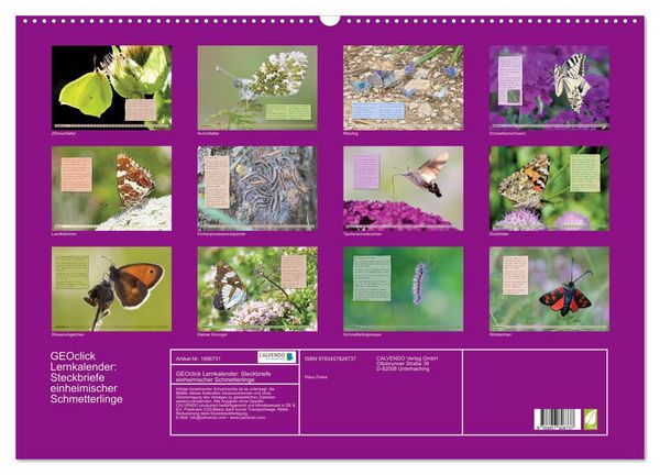 Produktbild: GEOclick Lernkalender: Steckbriefe einheimischer Schmetterlinge (Wandkalender 2026 DIN A2 quer), CALVENDO Monatskalender