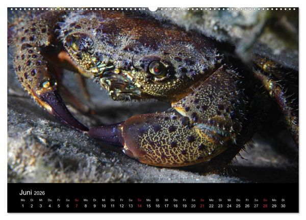 Produktbild: Bilder der Tiefe 2026 (hochwertiger Premium Wandkalender 2026 DIN A2 quer), Kunstdruck in Hochglanz