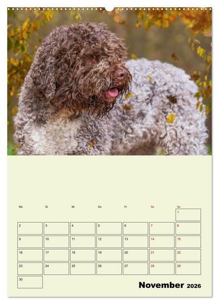 Produktbild: Lagotto Romagnolo - Der Tr&uuml;ffelhund Italiens - Planer (hochwertiger Premium Wandkalender 2026 DIN A2 hoch), Kunstdruck in Hochglanz