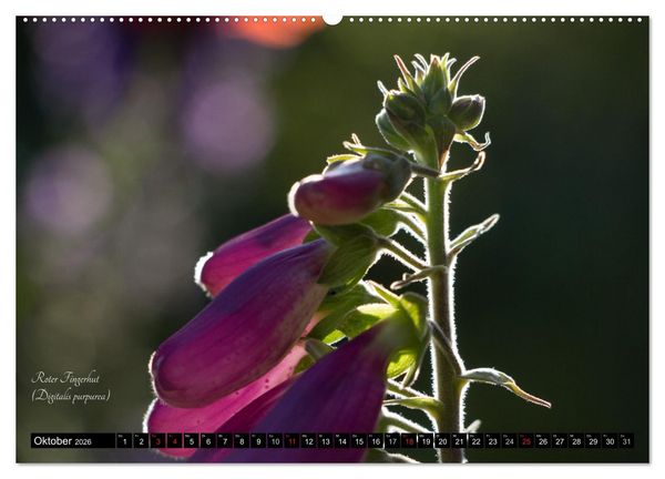 Produktbild: Zierbilder der Natur BLUMEN (Wandkalender 2026 DIN A2 quer), CALVENDO Monatskalender