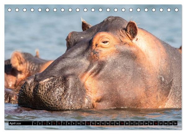 Produktbild: Hippos im s&uuml;dlichen Afrika (Tischkalender 2026 DIN A5 quer), CALVENDO Monatskalender