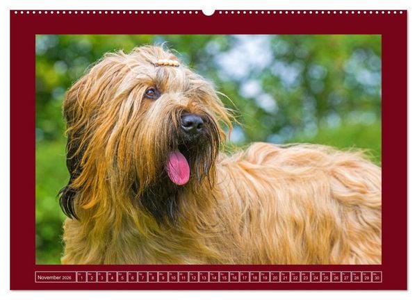 Produktbild: Herz auf vier Pfoten - Briard (Wandkalender 2026 DIN A2 quer), CALVENDO Monatskalender