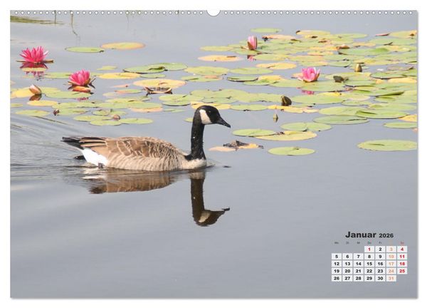 Produktbild: Kanadas charmante Kleintiere - Bezaubernde Einblicke in die Natur (Wandkalender 2026 DIN A2 quer), CALVENDO Monatskalender