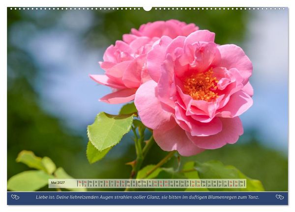 Produktbild: Rosen, Liebe ist (Wandkalender 2027 DIN A2 quer), CALVENDO Monatskalender