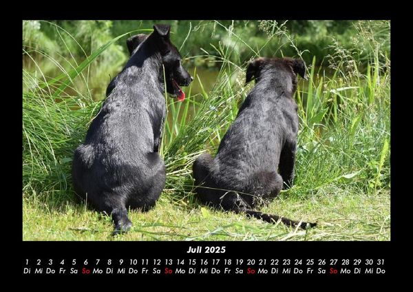 Produktbild: Der Hundekalender 2025 Fotokalender DIN A3