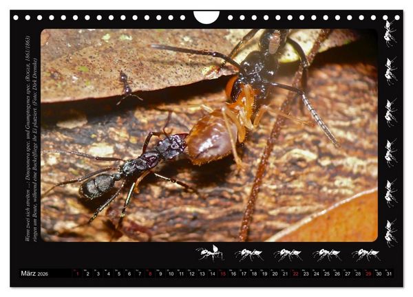 Produktbild: AntsNature - Faszination Ameisen (Wandkalender 2026 DIN A4 quer), CALVENDO Monatskalender