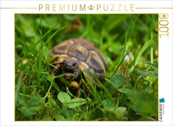 Produktbild: CALVENDO Puzzle Schildkr&ouml;ten Dinner | 1000 Teile Lege-Gr&ouml;&szlig;e 64x48cm Foto-Puzzle f&uuml;r gl&uuml;ckliche Stunden