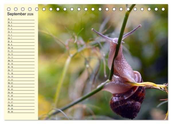 Produktbild: Schnecken. Witzige Schleimer (Tischkalender 2026 DIN A5 quer), CALVENDO Monatskalender