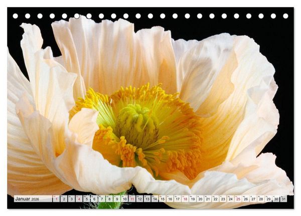 Produktbild: Prachtvolle Mohnbl&uuml;ten (Tischkalender 2026 DIN A5 quer), CALVENDO Monatskalender