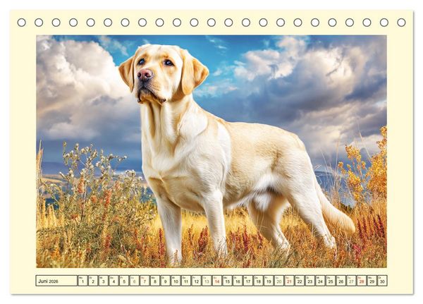 Produktbild: Labrador Retriever. Labrador-Magie f&uuml;r Herz und Seele (Tischkalender 2026 DIN A5 quer), CALVENDO Monatskalender