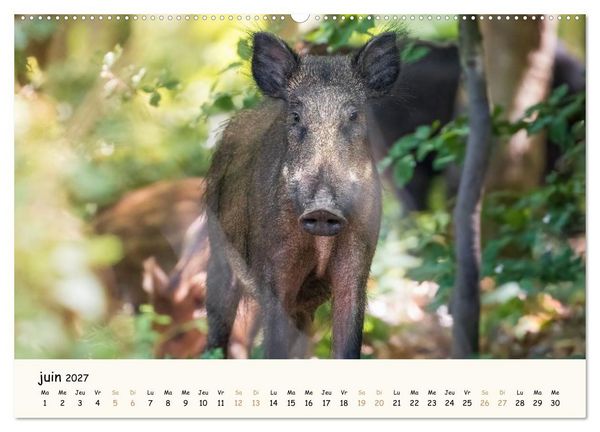 Produktbild: Les murmures de la for&ecirc;t - Regards d'animaux (Calendrier mural 2027 DIN A2 vertical), CALVENDO calendrier mensuel