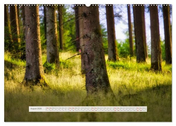 Produktbild: Traumhafte Waldstimmung am Rennsteig im Th&uuml;ringer Wald (Wandkalender 2026 DIN A2 quer), CALVENDO Monatskalender