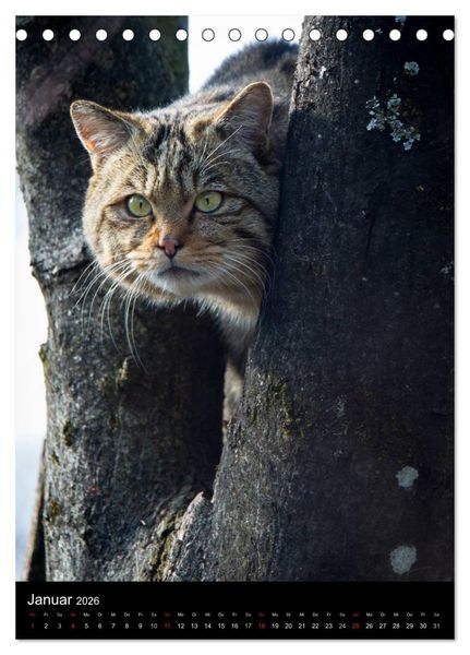 Produktbild: Wildkatzen - scheue J&auml;ger (Tischkalender 2026 DIN A5 hoch), CALVENDO Monatskalender