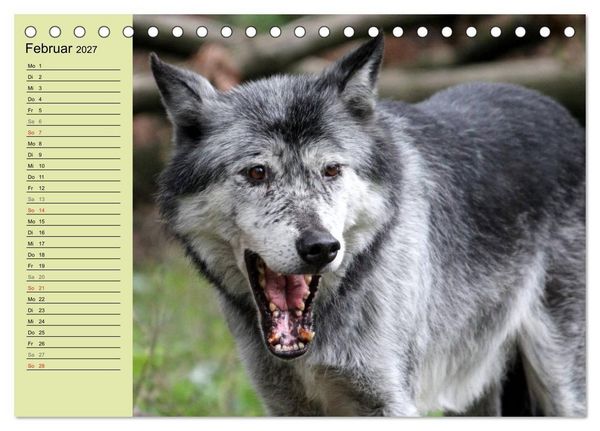 Produktbild: Im Rudel Zuhause - Der Wolf (Tischkalender 2027 DIN A5 quer), CALVENDO Monatskalender