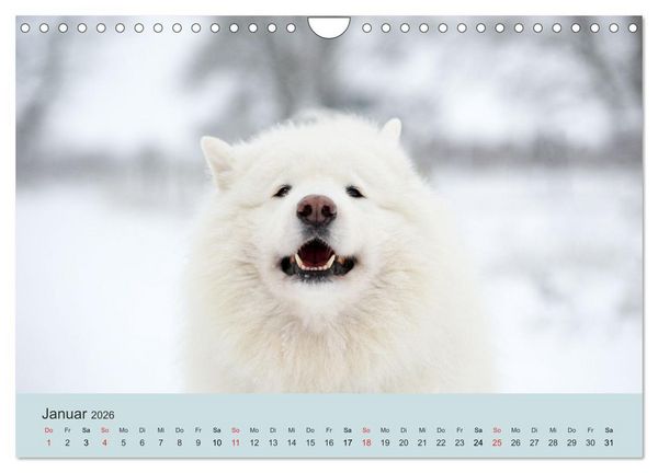 Produktbild: Samojeden - Liebenswerte Fellkugeln (Wandkalender 2026 DIN A4 quer), CALVENDO Monatskalender