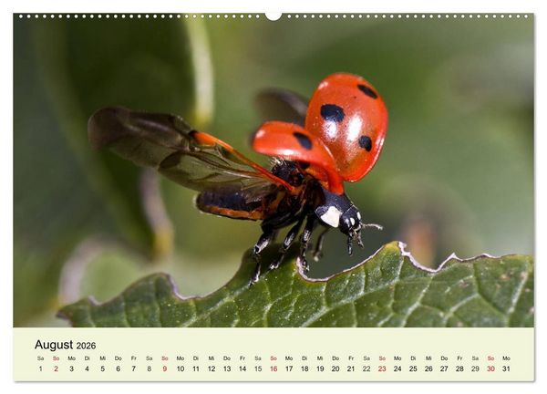 Produktbild: Insekten. Faszinierend und wichtig (Wandkalender 2026 DIN A2 quer), CALVENDO Monatskalender