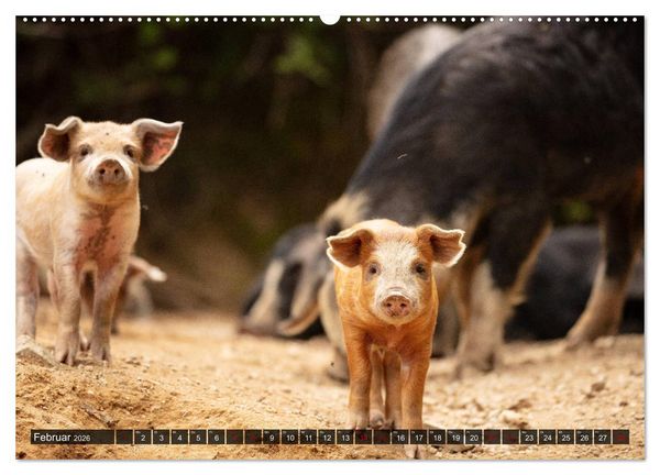 Produktbild: Korsika - s&uuml;&szlig;e, wilde Schweinchen (Wandkalender 2026 DIN A2 quer), CALVENDO Monatskalender