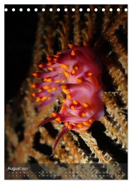 Produktbild: Nudibranches Meeresnacktschnecken aus Nord-Sulawesi (Tischkalender 2027 DIN A5 hoch), CALVENDO Monatskalender