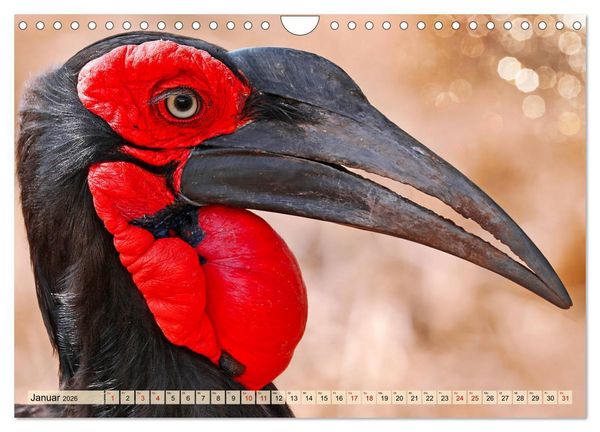 Produktbild: Afrikas Vogelwelt 2026 (Wandkalender 2026 DIN A4 quer), CALVENDO Monatskalender