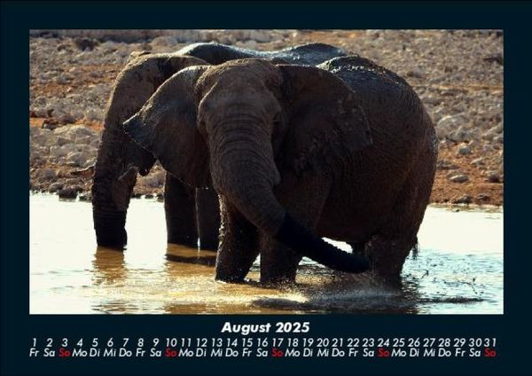 Produktbild: Elefanten - Die sanften Riesen Afrikas 2025 Fotokalender DIN A5